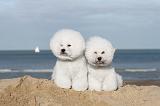 BICHON FRISE 078